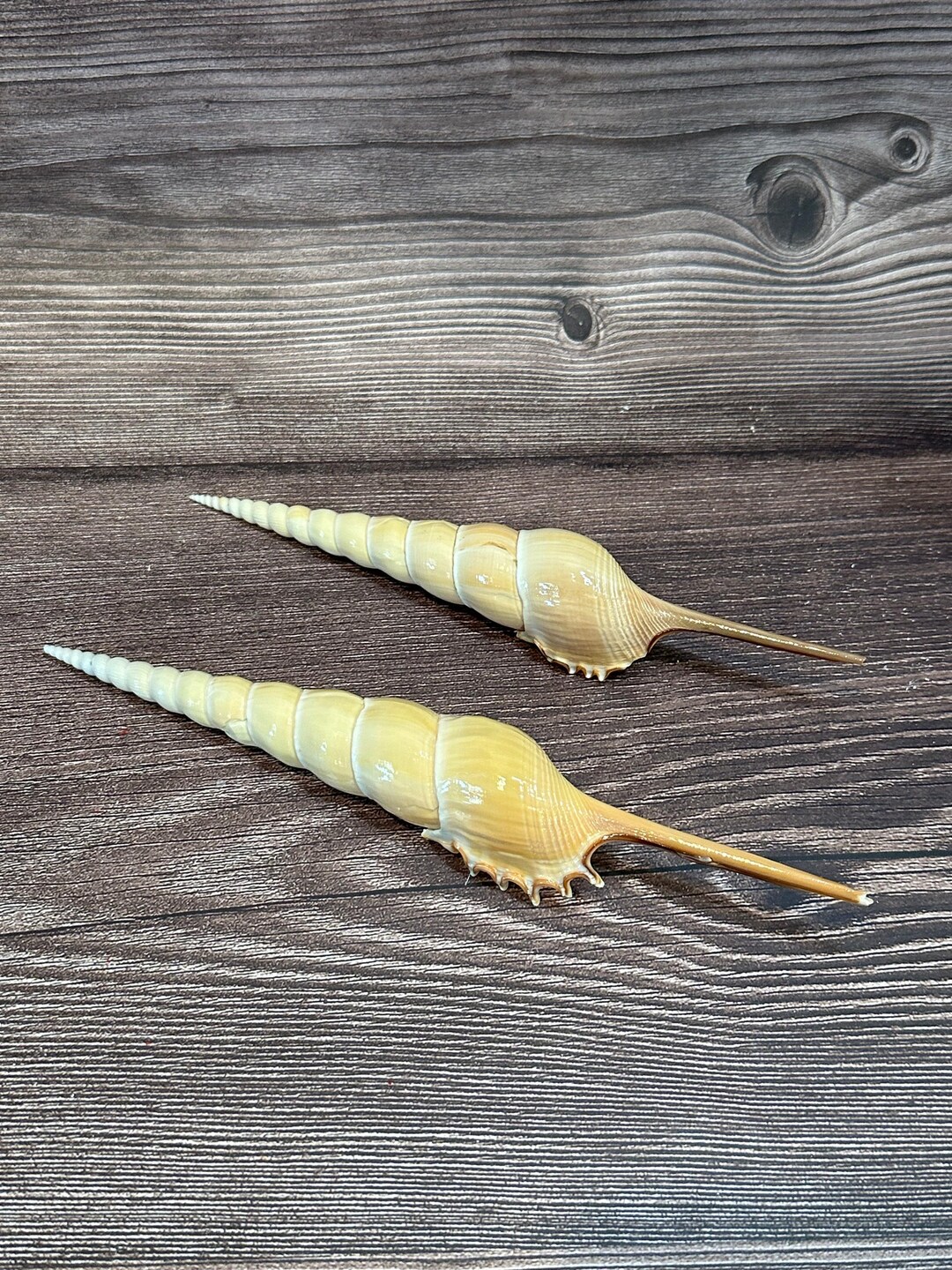 Shinbone Tibia Fusus Shell - Etsy