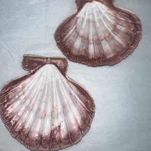 Rust Scallop Shell Natural Lion Paw Scallop PAIR Shell Unique Seashell Coastal Rust Tone ...