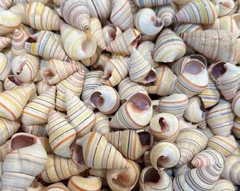 Candy Cane Escargot Coquille Liguus virgineus