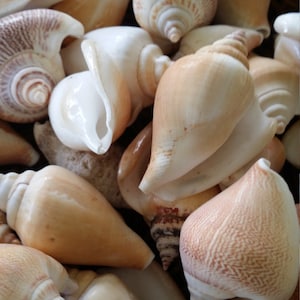 May include: A collection of seashells in various shapes and sizes, including white, brown, and cream colors. The shells are arranged in a basket, creating a natural and organic aesthetic.