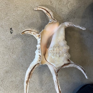 Extra Large Lambis Chiragra Spider Shell 7-11 Spiny Freckled Seashells ...