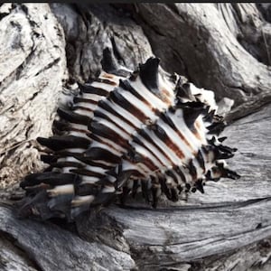 Black & White Murex Shell-  MUREX NIGRITUS