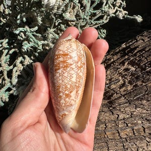 Polished Tent Olive - Oliva porphyria Slight Damage