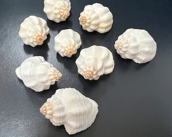Cancelerila Shell Goblet Shells Seashell Sea Ocean Salt Water Crafting Craft Small Tiny Unique Nutmegs Coastal Coast White Pinks Purples