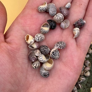 Bulk Mixed Micro Nerita Shells (Nerita sp.) – 10 Pieces Craft Shells for DIY & Collectors