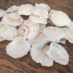 Raw White Thin Scallop Shell- Pecten Plica