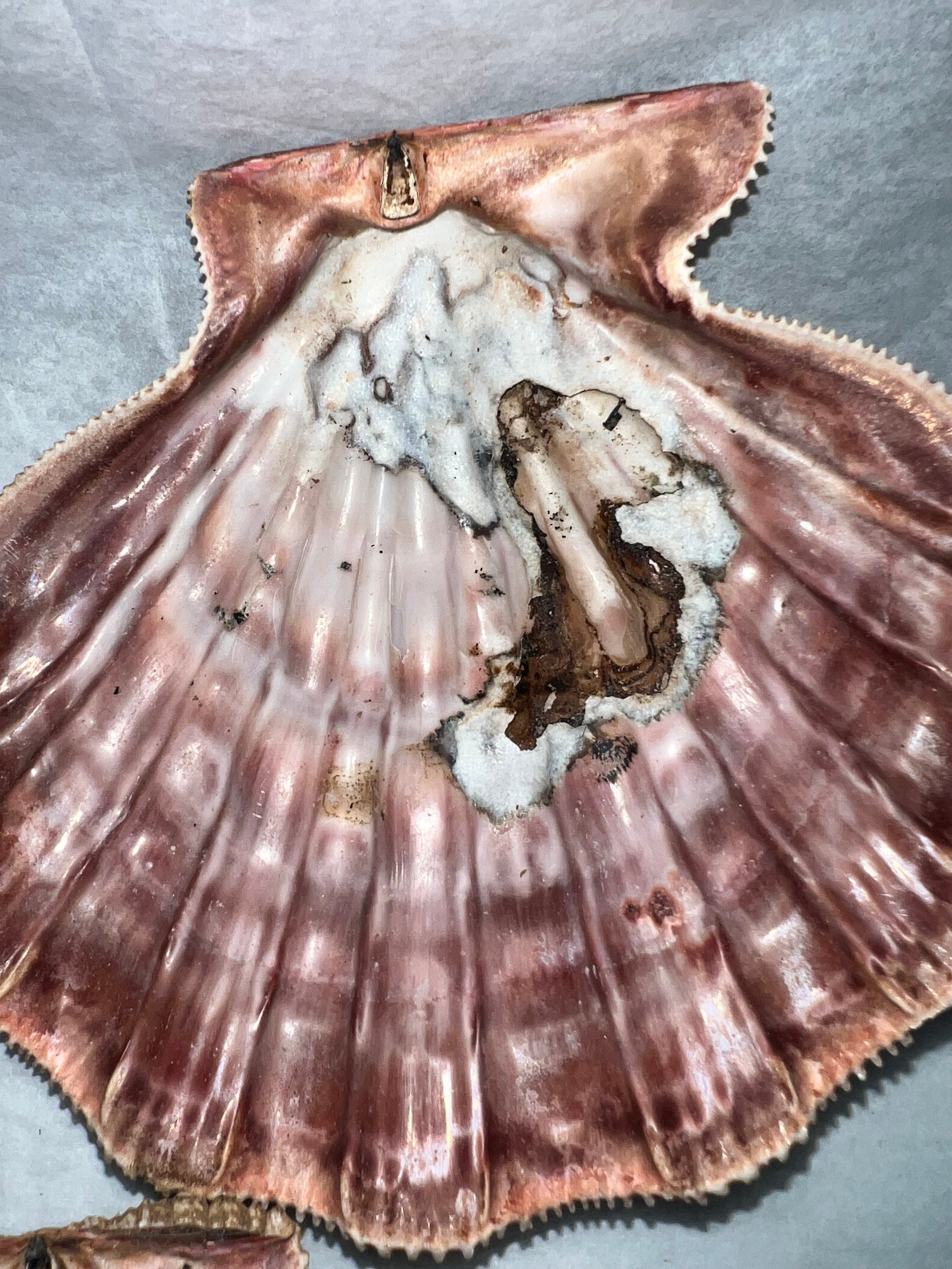 4 Pcs Polished Large Great Scallop Sea Shells 5~6 Inch,Brown Lion's Paw  Baking Shells,Ocean Beach Seashells Perfect for Home Decoration, Art Craft