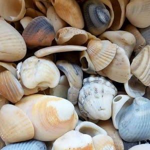 Mixed Assorted Smooth shell shards & whole holey shell chips broken smooth pieces Coastal Home Decor Displays Jar Filler Terrariums image 3