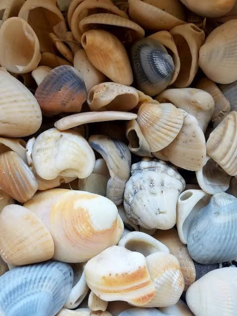 Mixed Assorted Smooth shell shards & whole holey shell chips broken smooth pieces Coastal Home Decor Displays Jar Filler Terrariums image 3