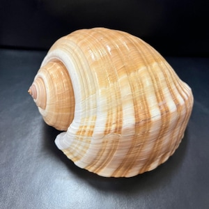 Large Tonna Shells