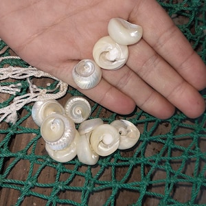 Top Sliced Pearl Trochus Shell