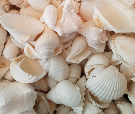 Pack of 10 cockle white seashells - genuine shells for decoration, crafts &  displays