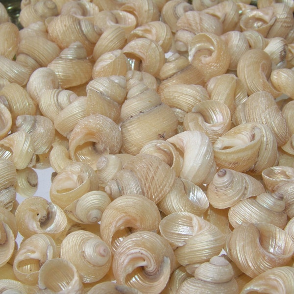 Small Grooved Pearled Spiral Top Turbo Shells- Great seashells for arts/ crafts/ decor, DIY crafting ideas supplies seashells shoreline SEA