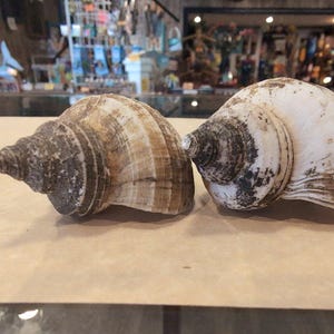 Small Neptune Shell with Documentation & Operculum - Neptunea kuroshio - Loving Coastal Living