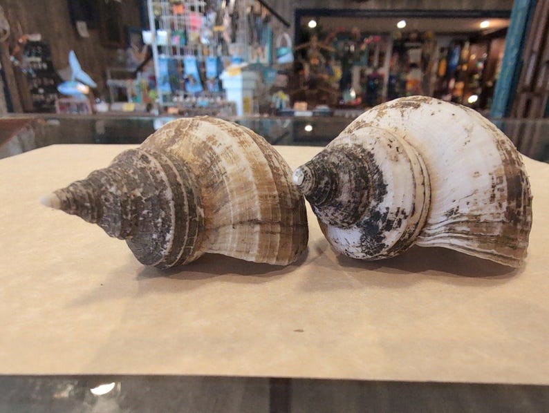 Small Neptune Shell with Documentation & Operculum - Neptunea kuroshio - Loving Coastal Living