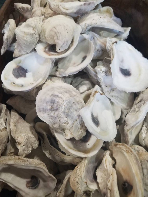 Sea Shells for Crafts & Decoration 25 Oyster Shells Natural Beach Seashells Sea Shells for Crafts & Decoration 25 Oyster Shells Natural Beach Seashells