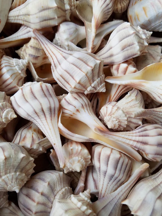 Lightning Whelk Conch Shells Left Handed Sinistral Seashells Etsy