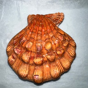 Rust Scallop Shell Natural Lion Paw Scallop PAIR Shell Unique Seashell Coastal Rust Tone ...