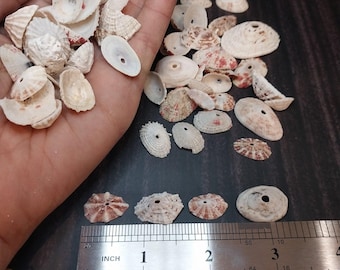 Rosy Keyhole Limpet Mix BULK