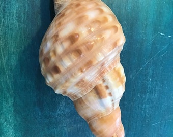 Blonde Triton Caribbean Triton Beach Sea Ocean Wave Spiral Mollusk Snail Pink Orange Brown Display Mantle Shadowbox Garden Carnivorous