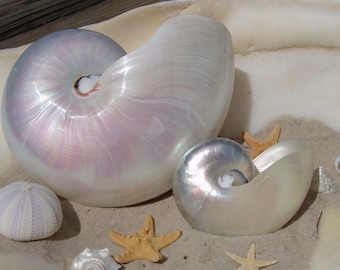 Pearl Finish Iridescent and Tiger Chambered Nautilus Shell/ Living Fossil Collections Weddings Sea Shell Arts Crafts Decor