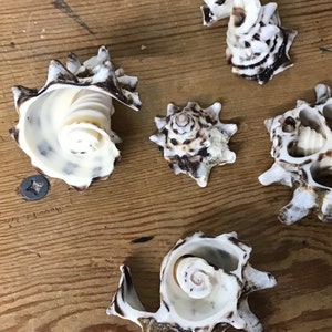 May include: Five seashells of various shapes and sizes, with brown and white patterns, arranged on a wooden surface.