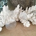 see more listings in the Seashells section