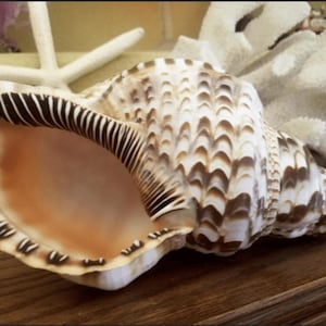 Triton Trumpet Charonia Variegata Display Shell
