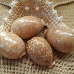 Deer Cowrie Spotted Sea Shell Seashells Supplies DIY Crafting Decorating Jewelry Making Beach Weddings Fillers Mirrors Frames Art Crafts image 1