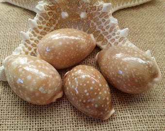 Deer Cowrie Spotted Sea Shell Seashells Supplies DIY Crafting Decorating Jewelry Making Beach Weddings Fillers Mirrors Frames Art Crafts