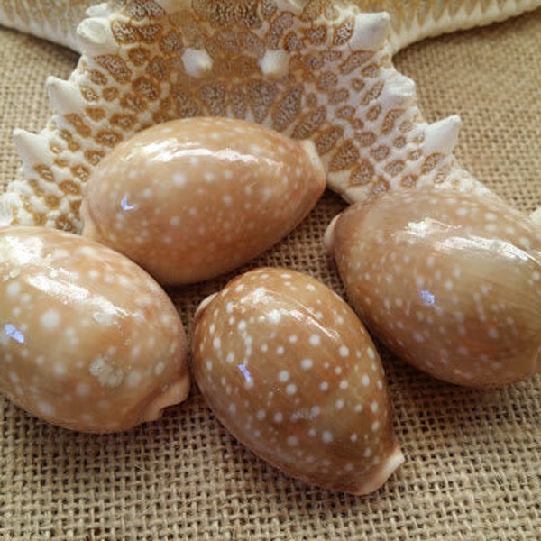 Deer Cowrie Spotted Sea Shell Seashells Supplies DIY Crafting Decorating Jewelry Making Beach Weddings Fillers Mirrors Frames Art Crafts