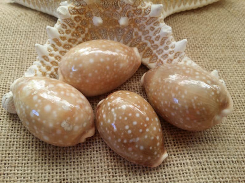 Deer Cowrie Spotted Sea Shell Seashells Supplies DIY Crafting Decorating Jewelry Making Beach Weddings Fillers Mirrors Frames Art Crafts image 1