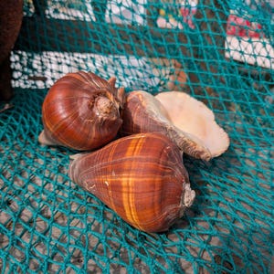 Fiber Pacific Crown Conch Shell (Melongena patula) 4-7"