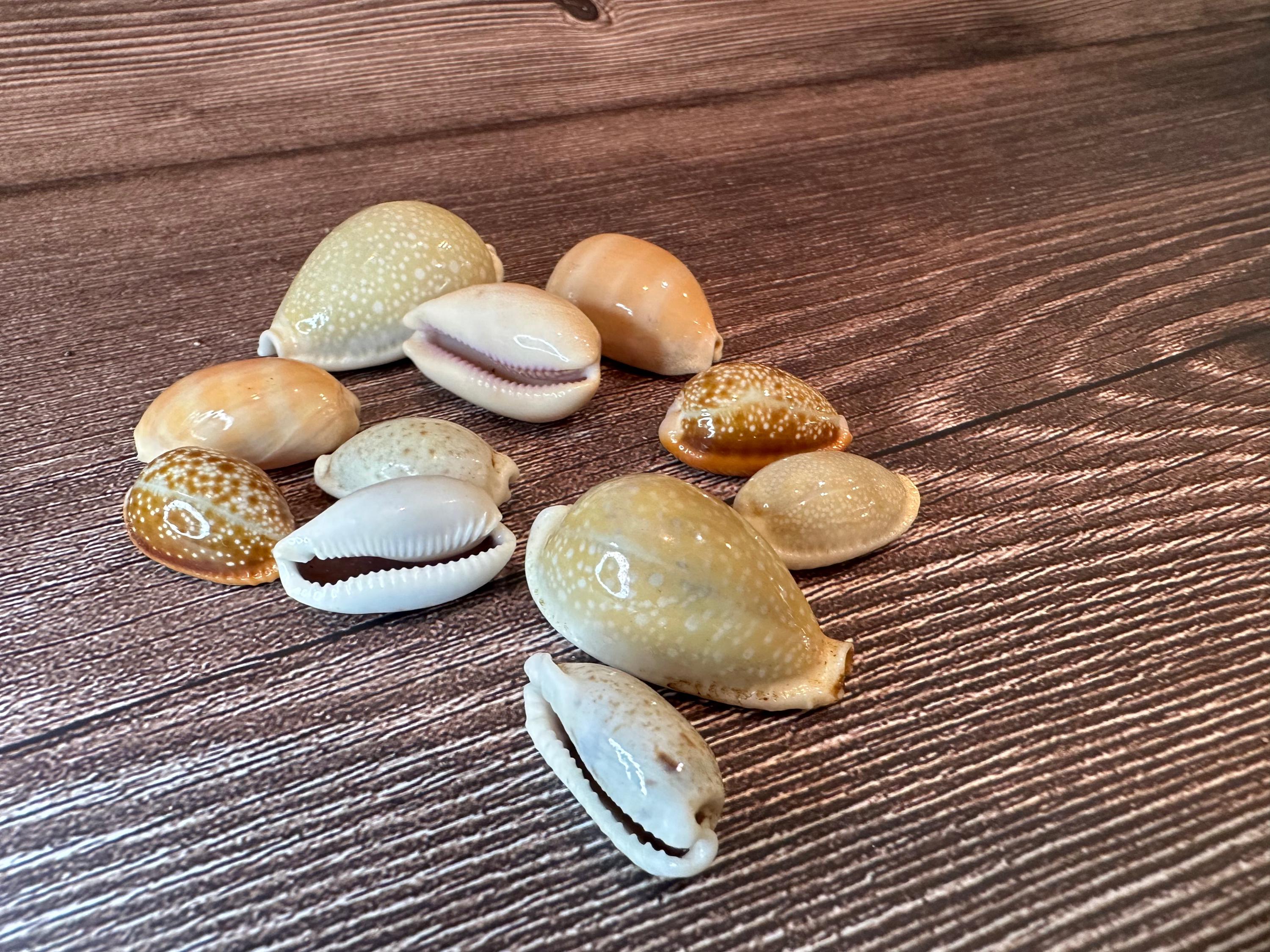 Assorted Cowrie Shells - Etsy