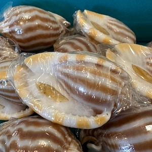 Striped/Flamed Bonnet Shell - Cassis strigatum with Operculum