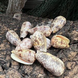 Sand-Dusted Cone Shell- Conus arenatus