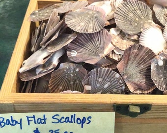 Baby flat scallops