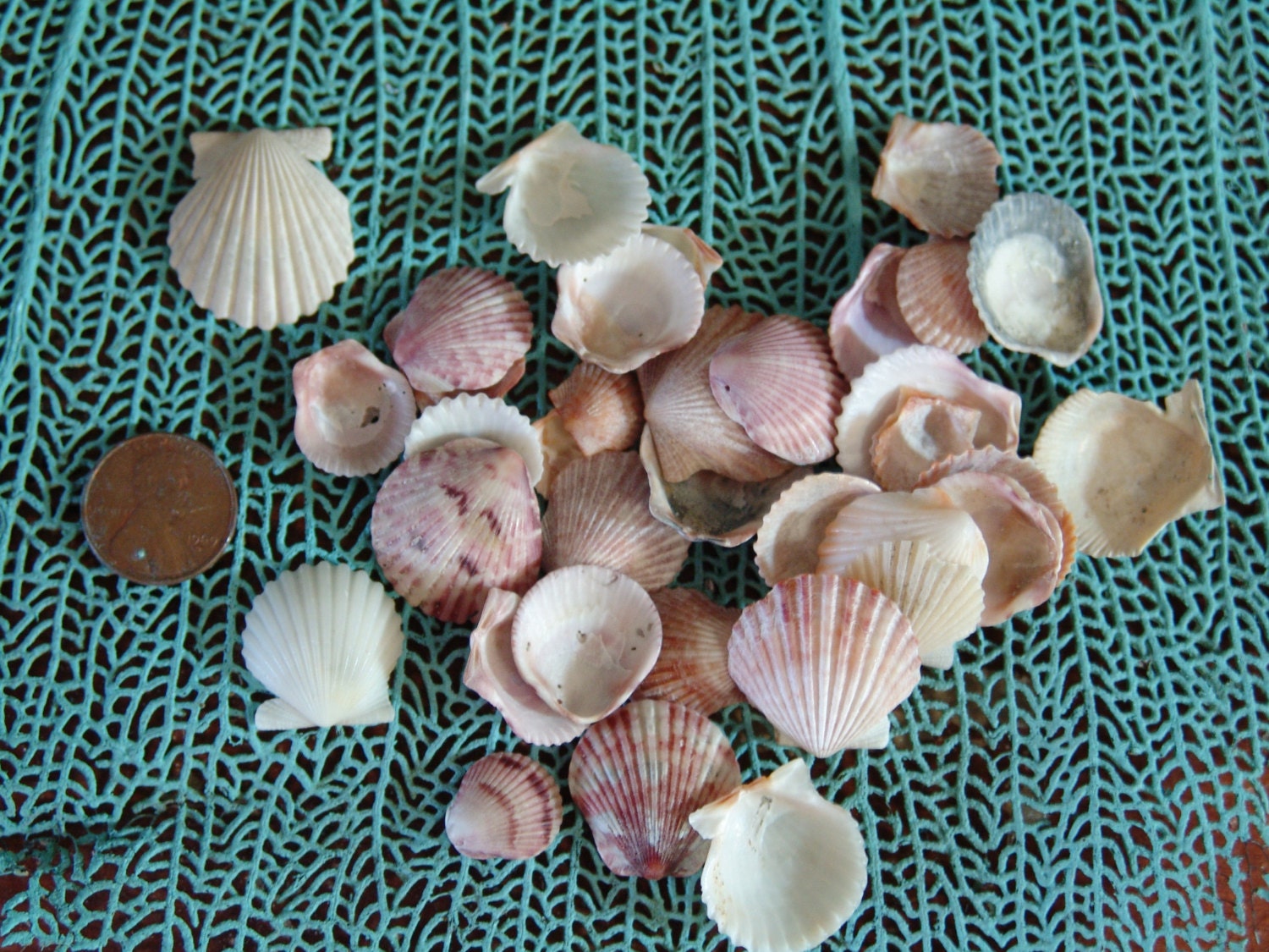 Beach Collected Baby Scallops 1 inch & under for Coastal Etsy