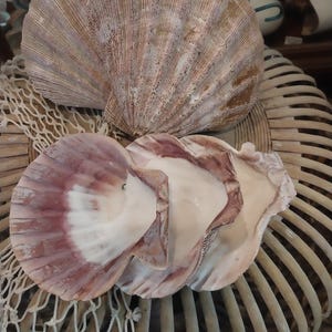 Raw Rust/Orange Lions Paw Scallop Shell