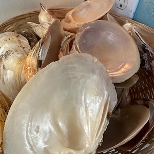 May include: A collection of various seashells in a woven basket. The shells vary in size, shape, and color, with shades of white, beige, and brown. Some shells are open, revealing their pearlescent interiors. The basket is made of light brown woven material.