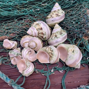 Polished & Banded Jade Turbo Shell (Turbo Burgessi)