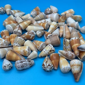 Bulk Cone Shell Mix – Approx. 35 Shells per lb for Crafting & DIY Projects