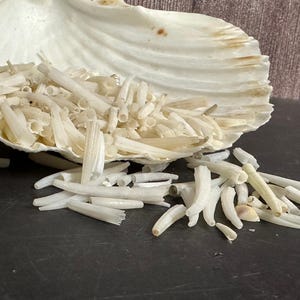 Tusk Shells- Dentalium/ White or Dyed Colorful