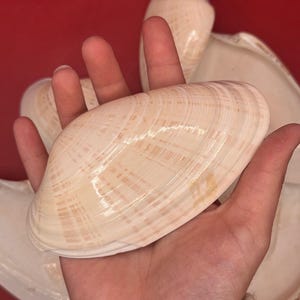 Bulk Sunray Venus Clam Halves – 3-5" Craft Shells for DIY & Decoupage (Macrocallista nimbosa)
