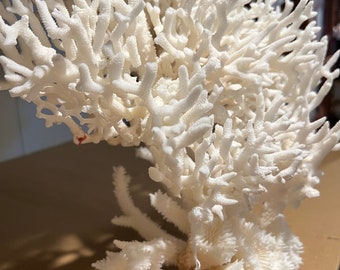 Birds Nest, White Open Brain Coral Sculpture- 15.5"