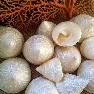 1 Piece Natural Horse Conch 9-20 cm Spiral Shells Seashells Nautical Decor 