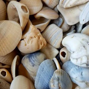 Mixed Assorted Smooth shell shards & whole holey shell chips broken smooth pieces Coastal Home Decor Displays Jar Filler Terrariums image 1