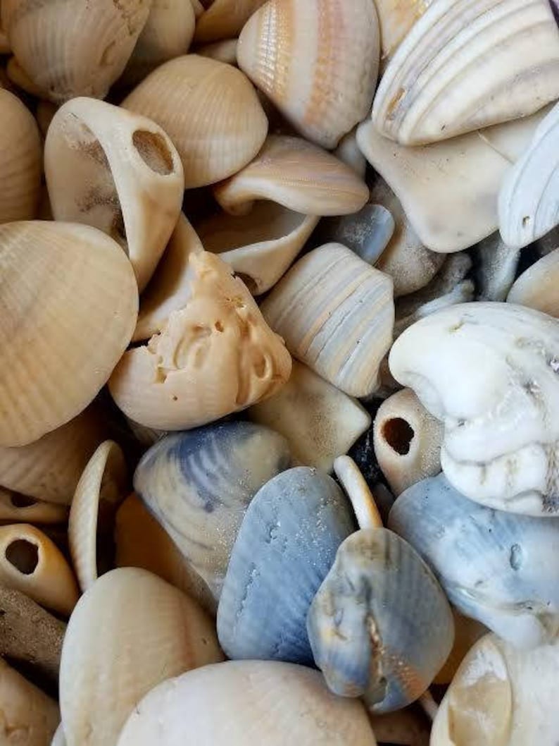 Mixed Assorted Smooth shell shards & whole holey shell chips broken smooth pieces Coastal Home Decor Displays Jar Filler Terrariums image 1