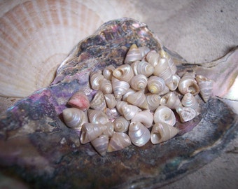 Tiny Little Cone Shaped Pearl Trochus Sea Shells Filler Shell Arts Crafts Beach DIY Mirror Supplies Venetian Pearls Mini Triangle Seashells