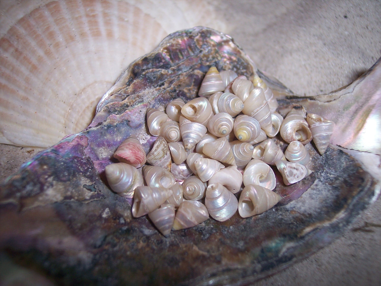 Tiny Little Cone Shaped Pearl Trochus Sea Shells Filler Shell Arts Cr…